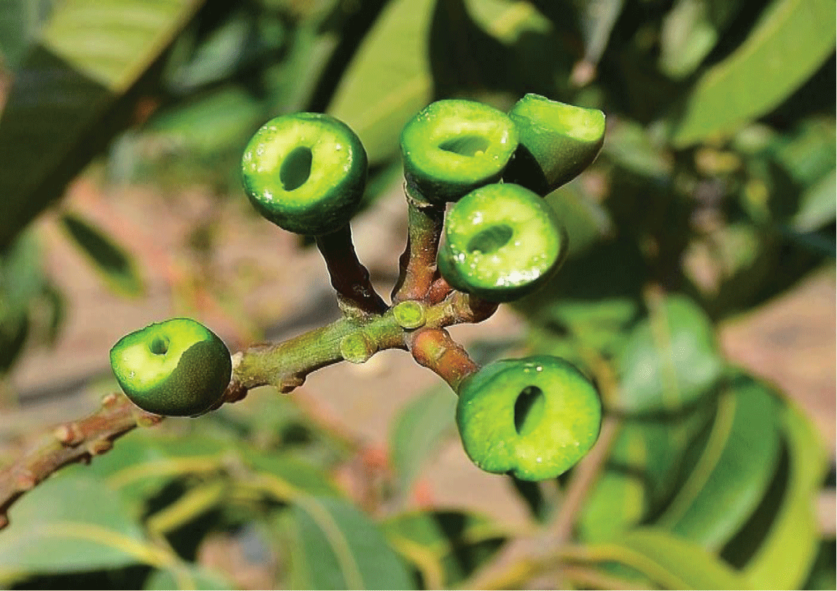 Death or atrophy of embryo as a result of the fruits being exposed to fluctuations in temperature during fruit set.