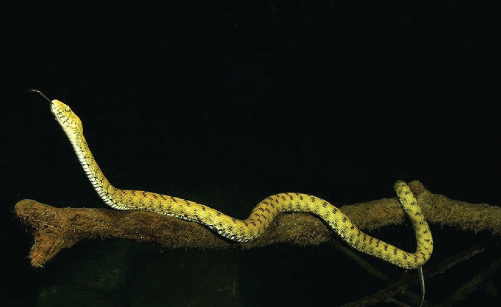 Specimen of Natrix tessellata swimming at a depth of 17 m. Photo taken with flash by Alessio Viora.