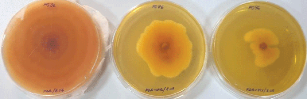 Fusarium graminearum Fg96 fungal growth in control plates (left) compared to CF1-NP treatments in reduced (center) and currently recommended dose (right), after 10 days of incubation.