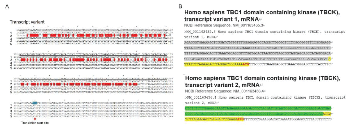 DNA sequence alignment between TBCK transcripts. A. Sequence alignment for N terminal sequences of 5 NCBI listed TBCK transcripts using APE DNA editor (https://jorgensen.biology.utah.edu/wayned/ape/); B. Variant 2 exhibits a shorter 5’ UTR sequence compared to variant 1. But they have the same ORF and encode the same protein product.