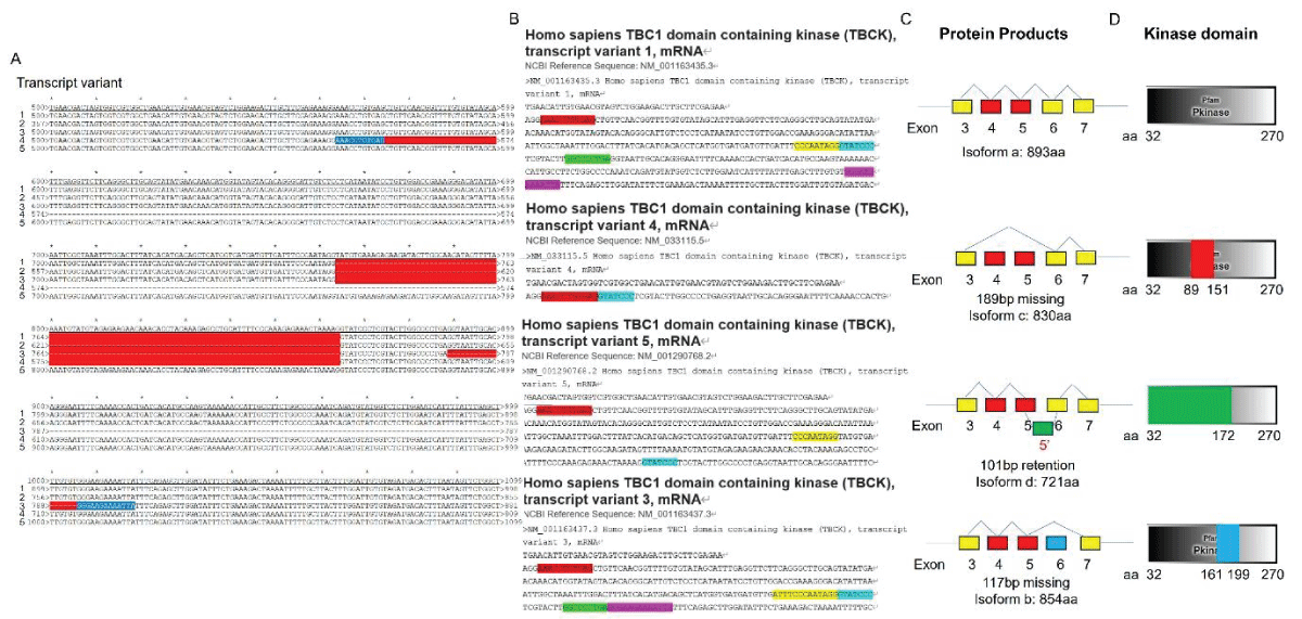 DNA sequence alignment between TBCK transcripts. A. Sequence alignment for N terminal sequences of 5 NCBI listed TBCK transcripts using APE DNA editor (https://jorgensen.biology.utah.edu/wayned/ape/); B. Variant 2 exhibits a shorter 5’ UTR sequence compared to variant 1. But they have the same ORF and encode the same protein product.