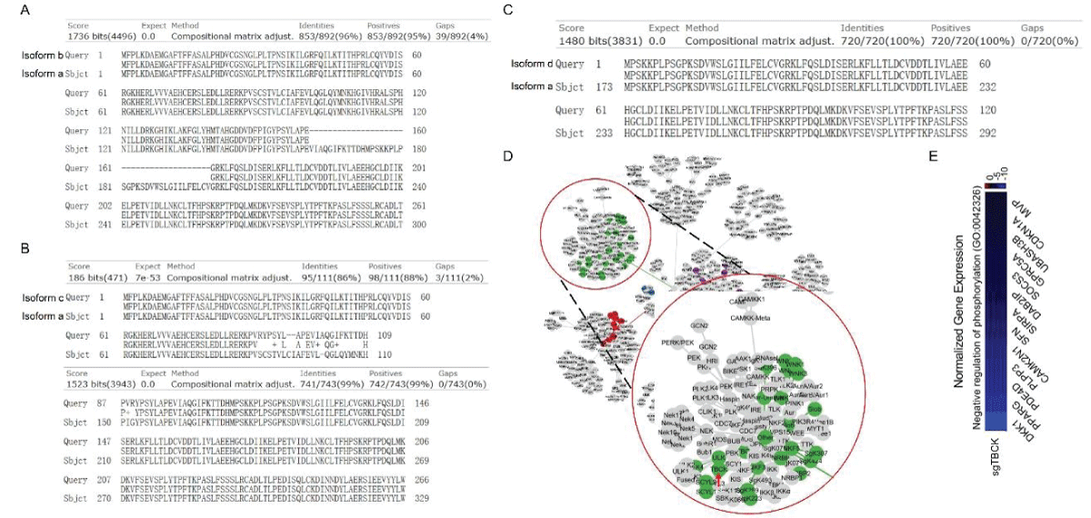 Protein sequence alignment and putative kinase activity of TBCK. A-C. Sequence alignment for 4 TBCK isoforms using online BLAST tool (https://blast.ncbi.nlm.nih.gov/Blast.cgi?PROGRAM=blastp&PAGE_TYPE=BlastSearch&BLAST_SPEC=blast2seq&LINK_LOC=blasttab&LAST_PAGE=blastn&BLAST_INIT=blast2seq); D. a dynamic force-directed network for all human kinome and selected categories were displayed via a web application called Coral; E. Heatmap depicting the differential expression of selected genes in the enriched process: Negative regulation of phosphorylation (GO: 0042326).