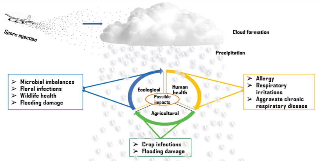 Possible impacts of using fungal spores as ice nucleating agents for cloud seeding and weather modification operations.