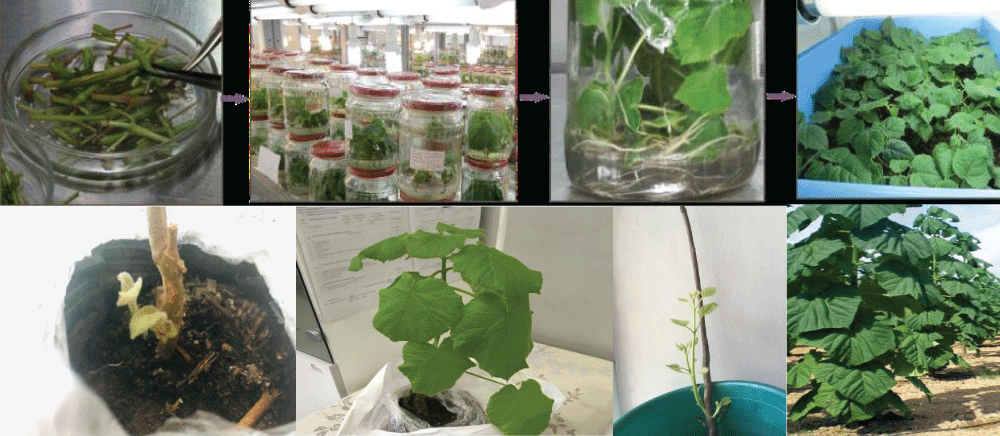 Stages of Pavlovnia growth.