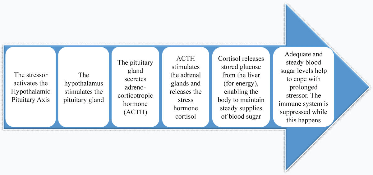 Long-term stress response: hypothalamic-pituitary-adrenal axis (HPA). (Adapted from existing literature and created by authors using MS PowerPoint).