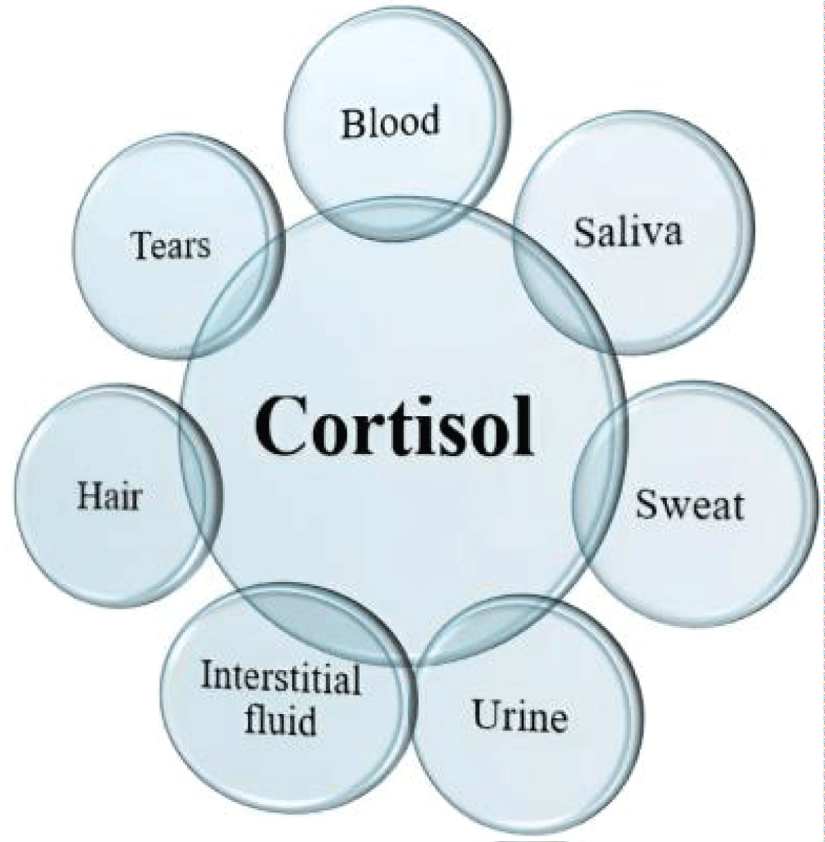 Various biological sources of cortisol. (Adapted from existing literature and created by authors using MS PowerPoint).